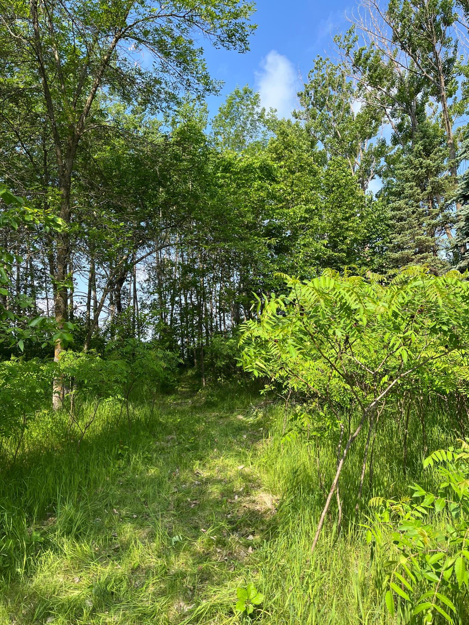 TBD Wild Rose Trail