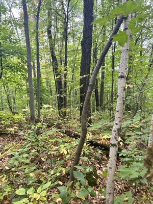 XXX LOST LAKE TRL, CUSHING, MN 56443 - Image eb46ef8d80143e8b93dbce4d8ca8e9c6/1901595768