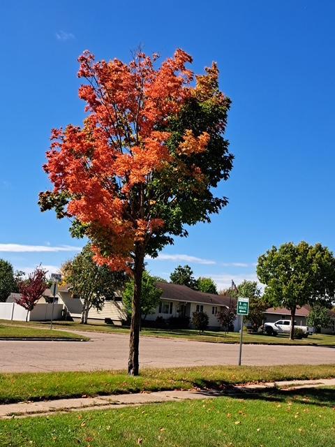 524 Irving Avenue SW