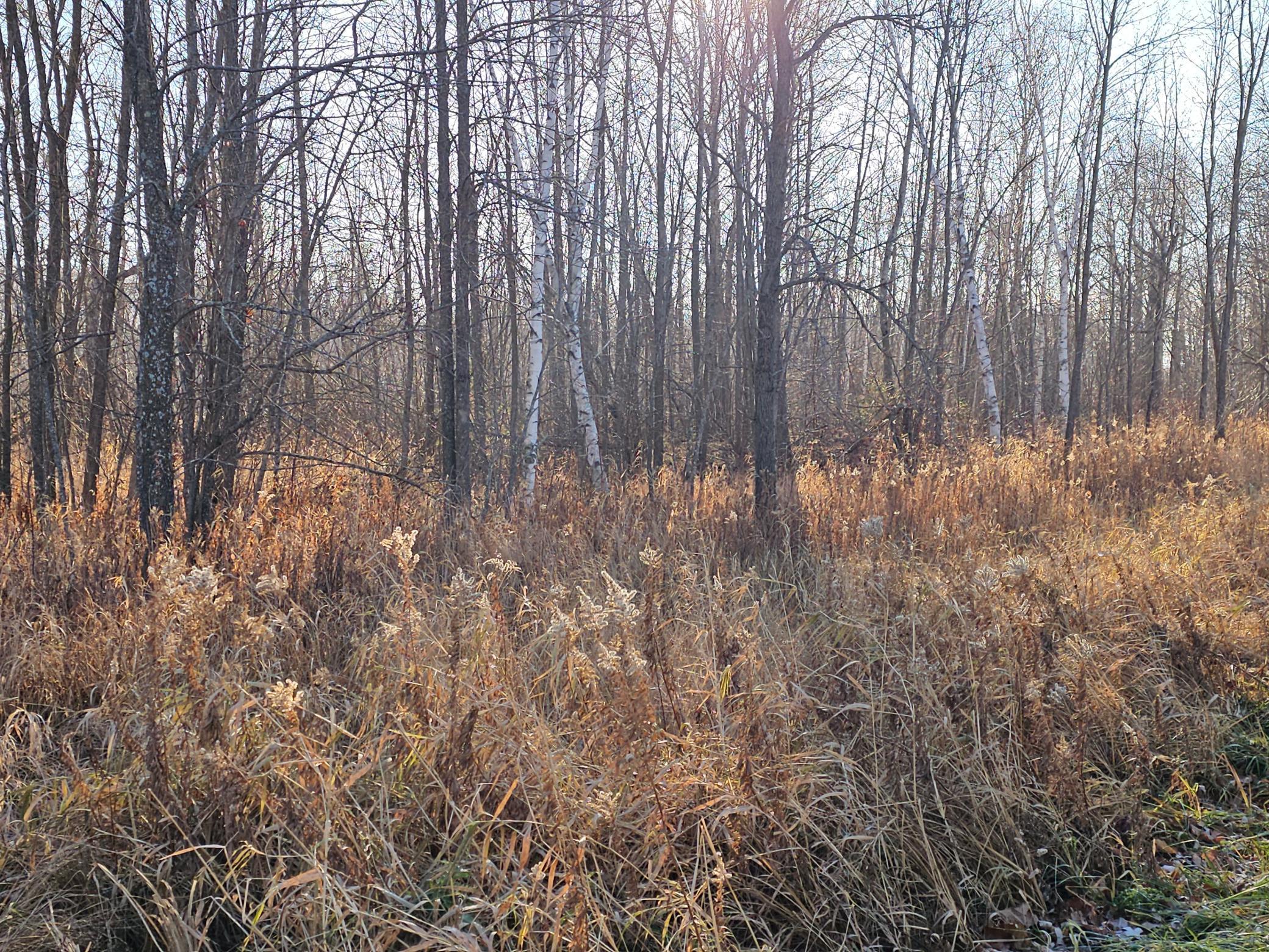 TBD Whistle Road/Hwy 47 - Photo 4