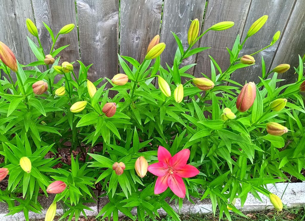 Photo of 3210 W 110th Street, Bloomington, MN 55431 (MLS # 7044034)