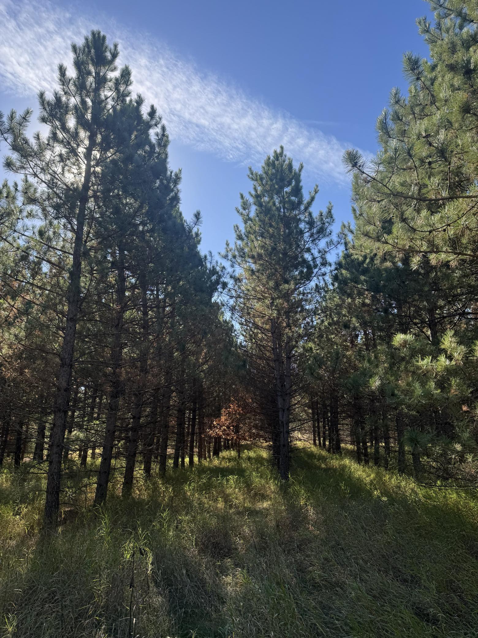 Lot 4 Co Road 125