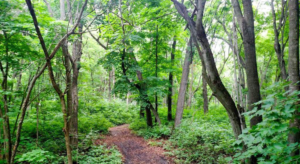 TBD Lot 19 Ni Gig Trail