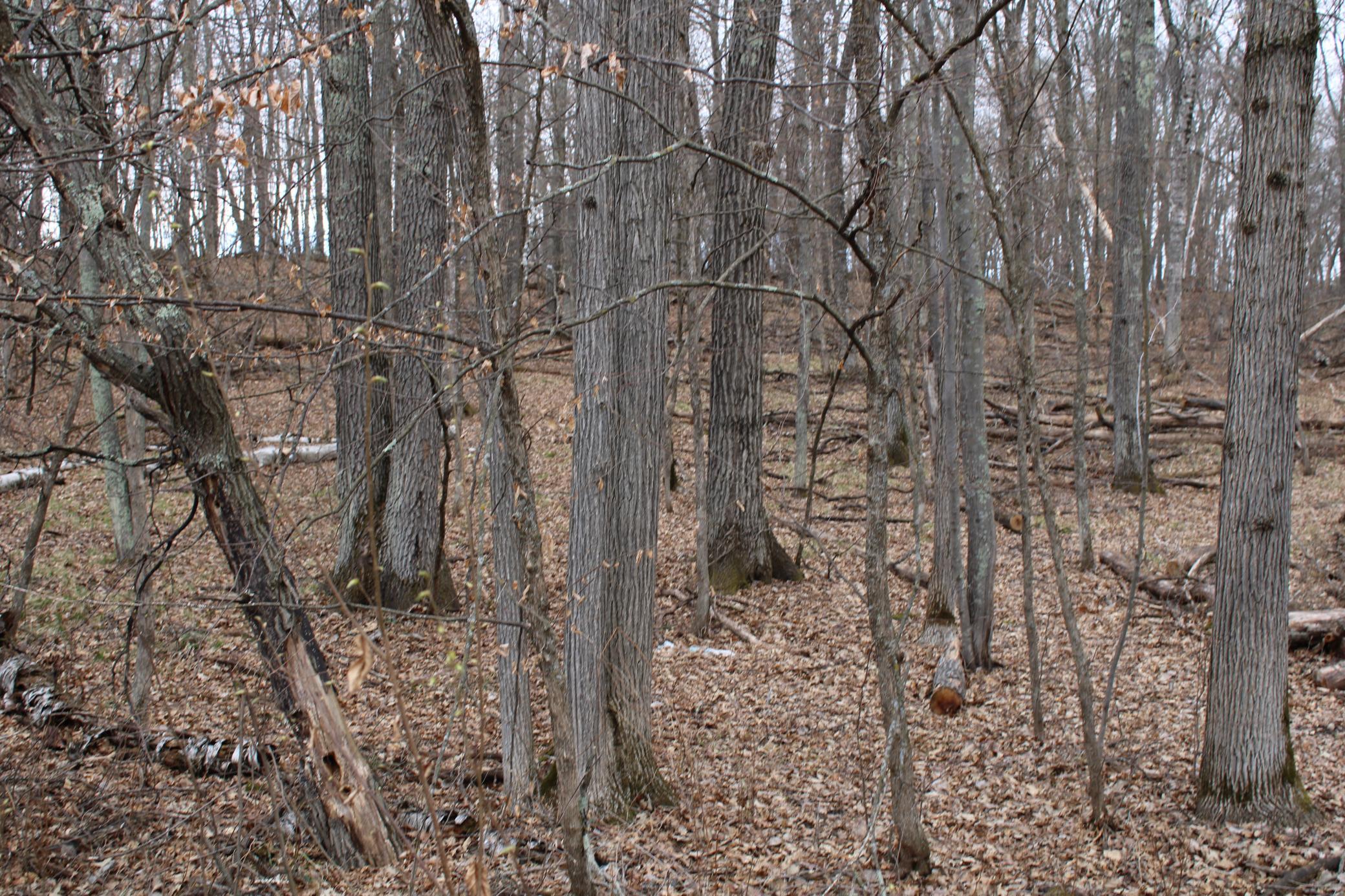 TBD St. Moritz Boulevard