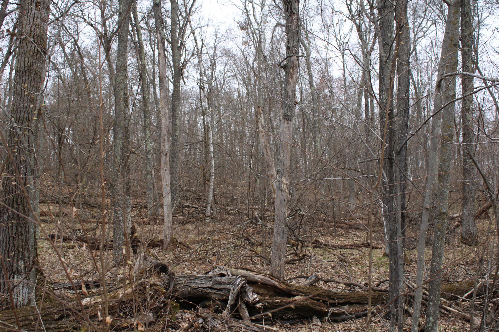 TBD St. Moritz Boulevard