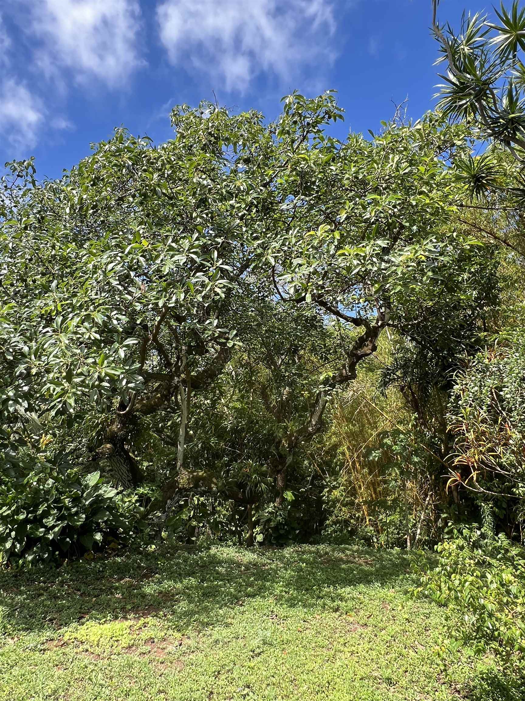 50 Pauwela Rd Unit A