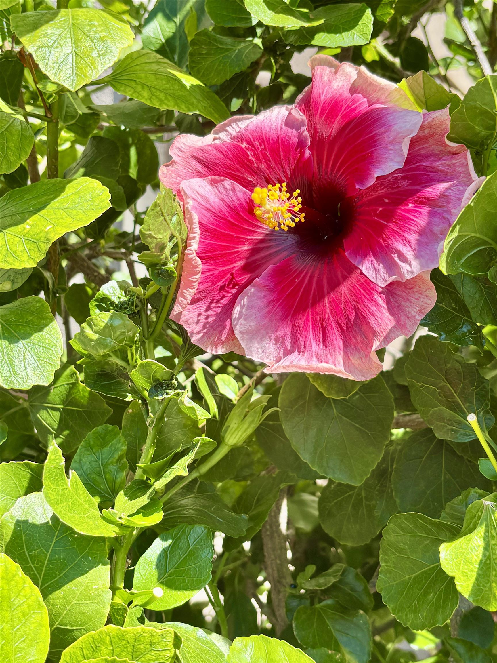 2747 S Kihei Rd B-306