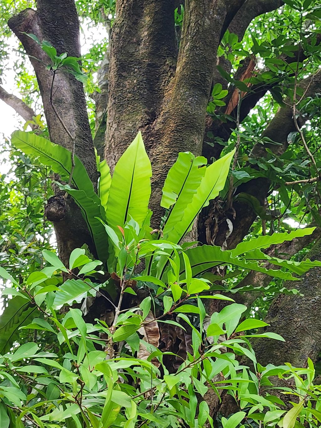 Photo of 000 Hana Hwy, Hana, HI 96713 (MLS # 377652)