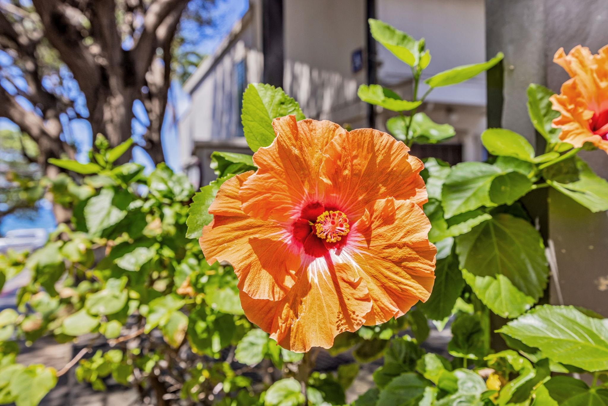 2531 S Kihei Rd C-620