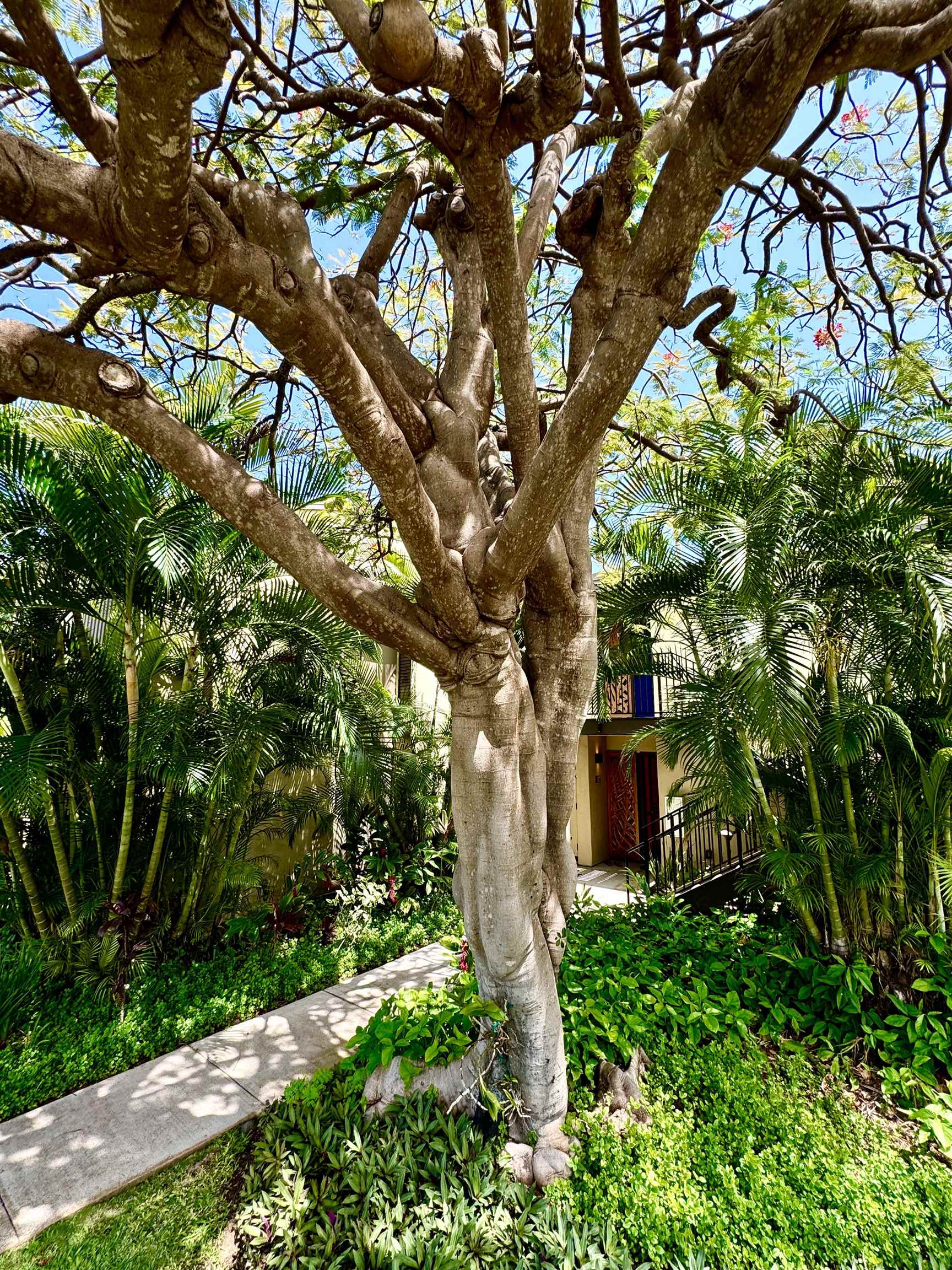 3600 Wailea Alanui Dr 1101