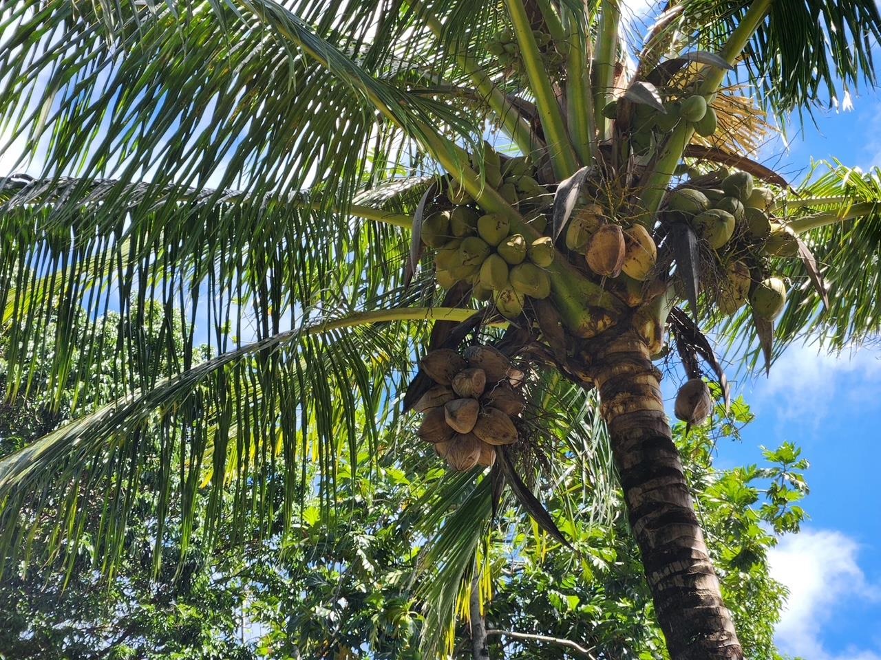 91 Wailua Rd