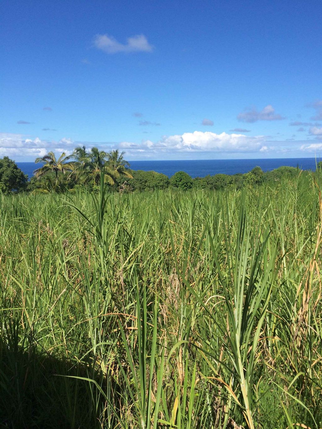 Photo of Lower Nahiku Rd, Hana, HI 96713 (MLS # 405278)