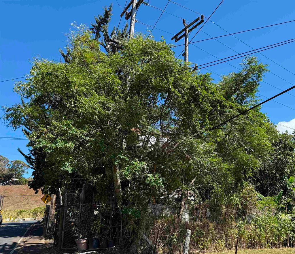 Photo of 1669 Makawao Ave, Makawao, HI 96768 (MLS # 406749)
