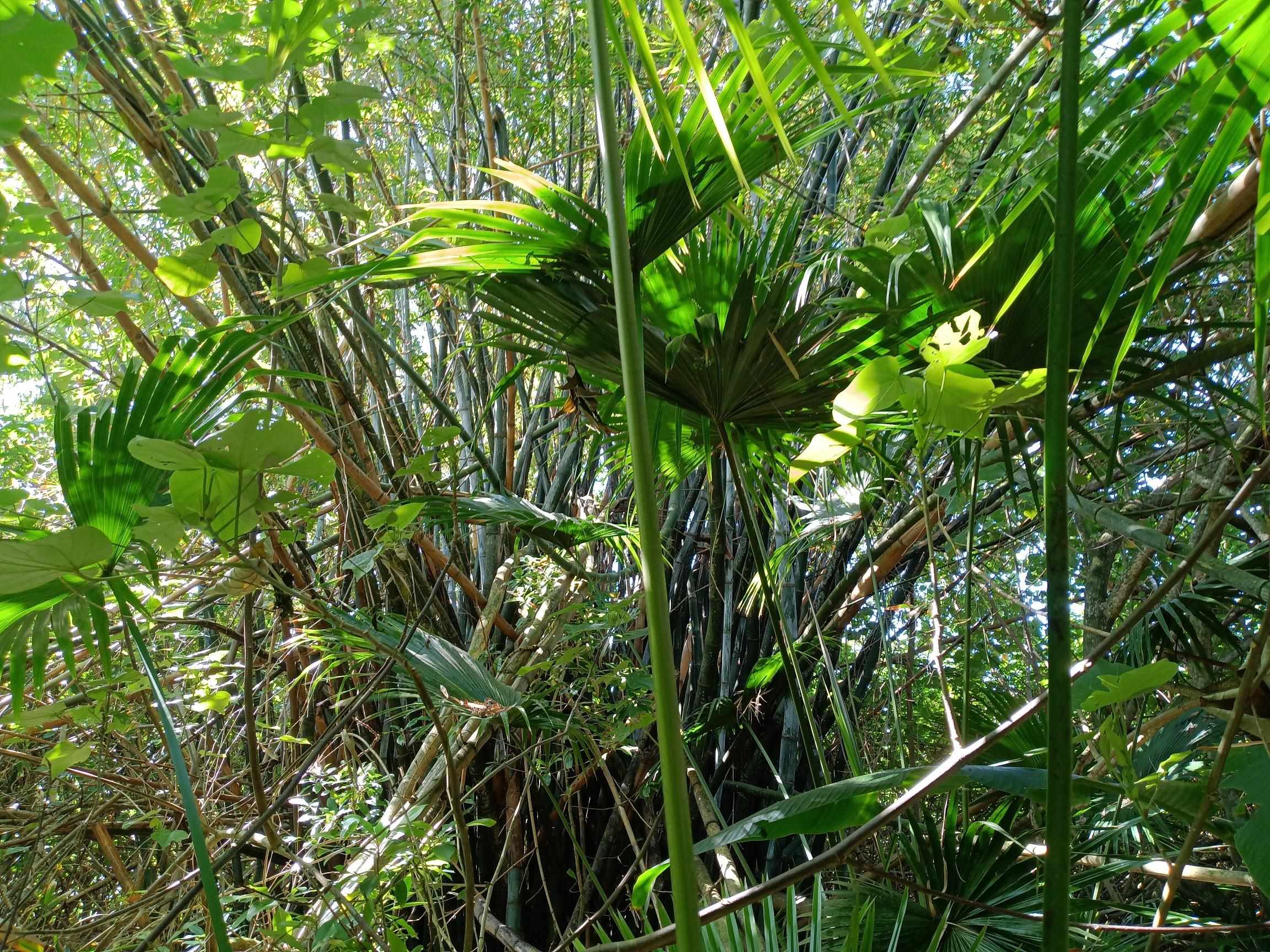 Keanae Rd Lot 8A