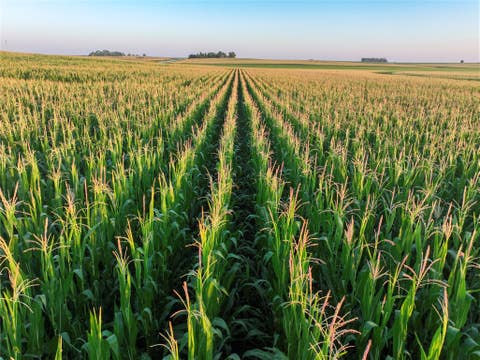 Vacant Land For Sale - Us Highway 65 Highway<br/> Colo, IA 50056