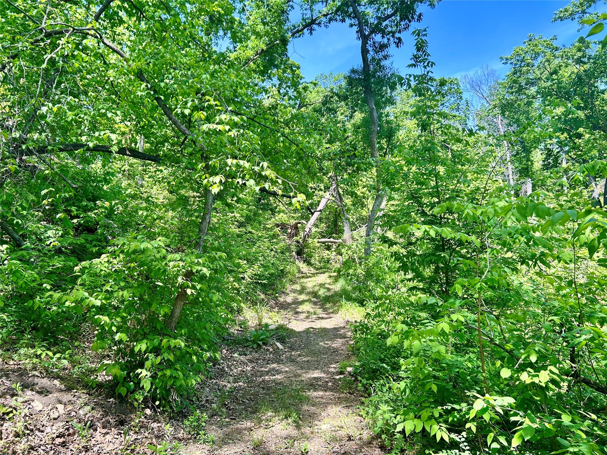 TBD Carver Road, Winterset, Iowa image 15