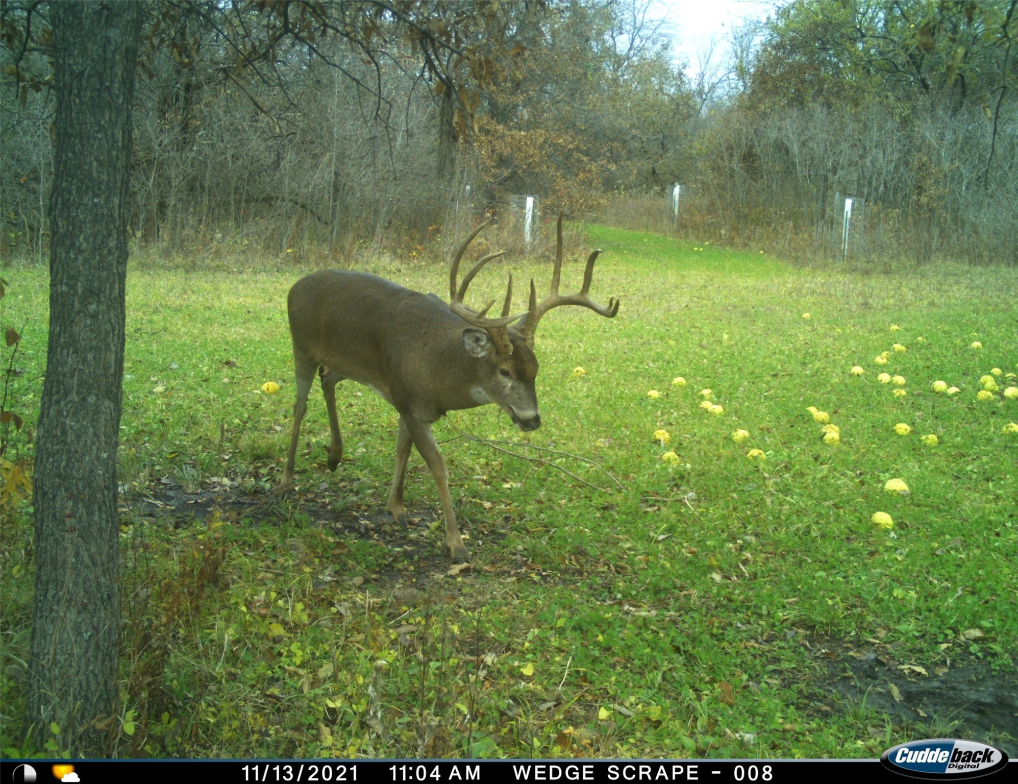 411 NE 2nd Street, Stuart, Iowa image 13