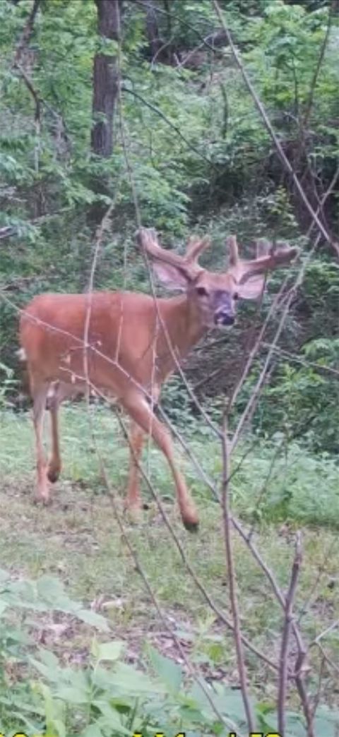 Vacant Land For Sale - 2533 290th Street<br/> Madison County, Peru, IA 50222