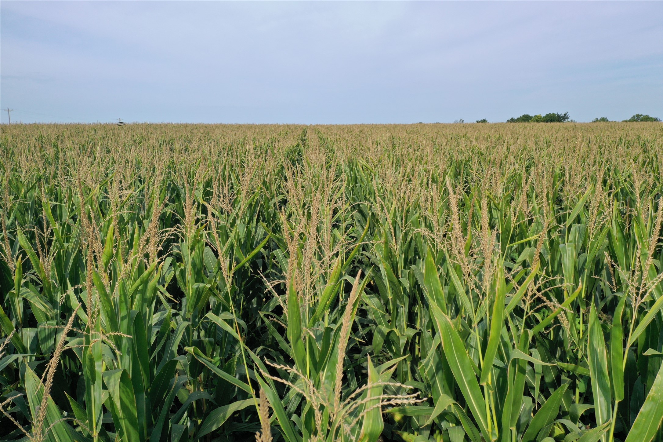 Hwy G76 & 190th Avenue, Lacona, Iowa image 10