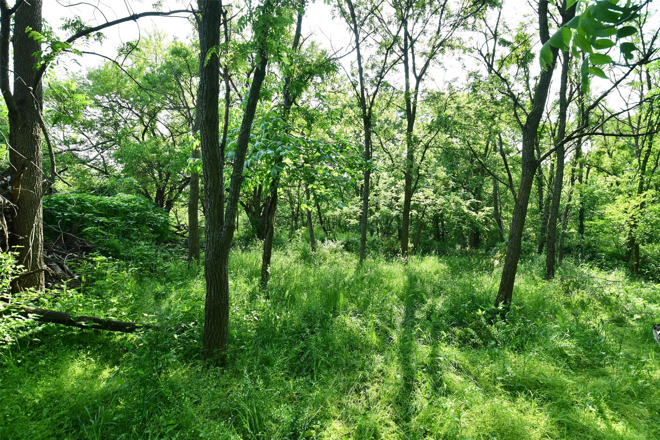 02 S23 Highway, Carlisle, Iowa image 6
