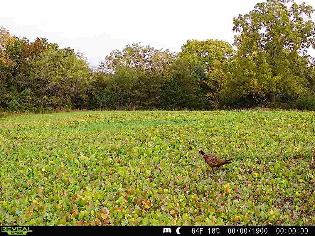 2 Hogback Bridge Road, Earlham, Iowa image 15