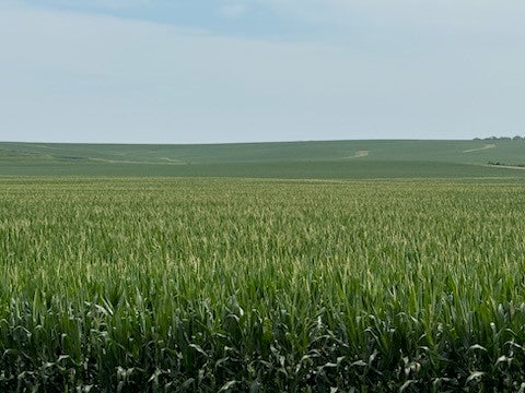 SOUTH ST, LYNNVILLE, IA 50153 - Image 9a46eae45eb87a08ba8a2a18b5c8fd8e/889112451