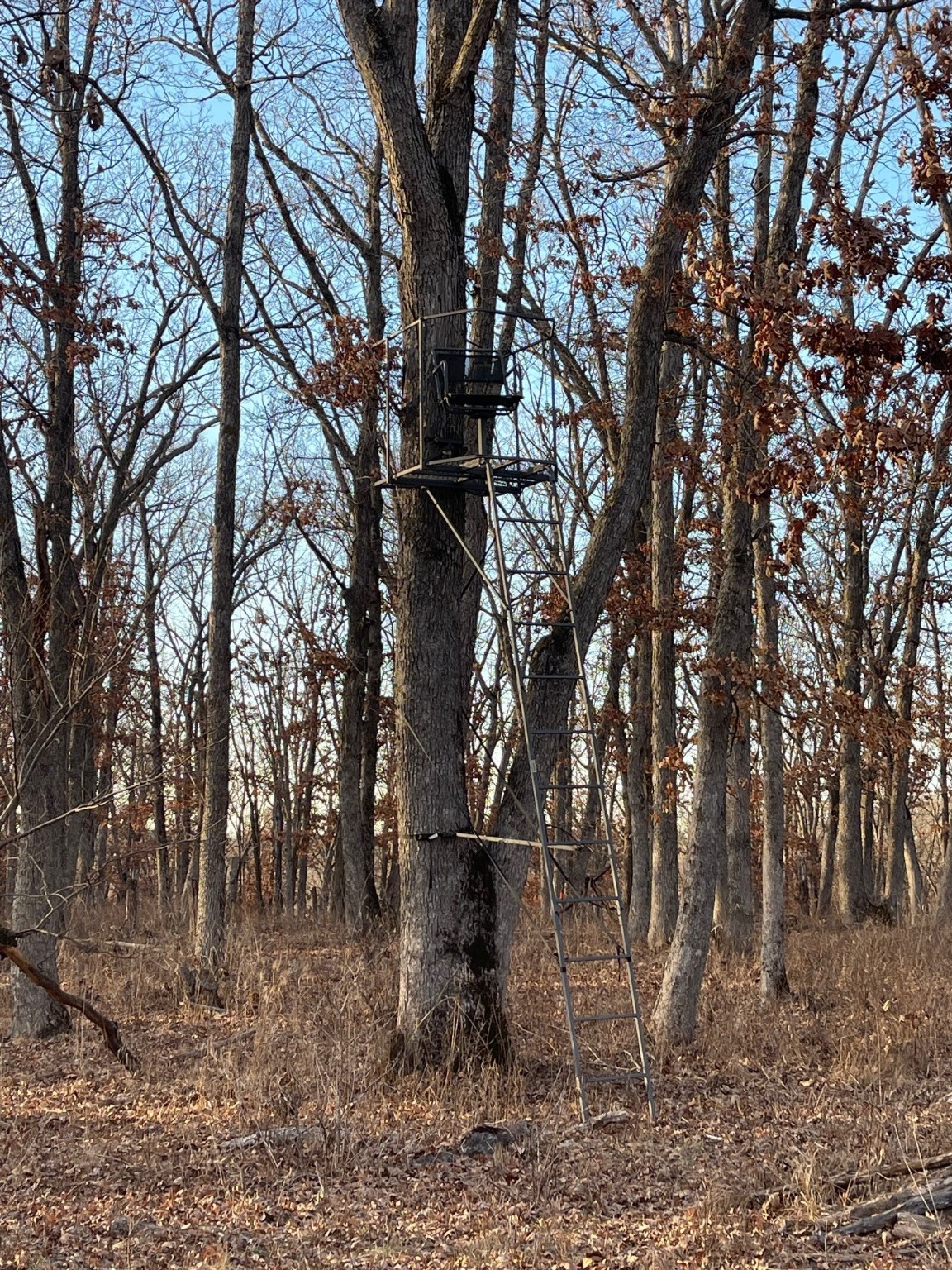 80+/- Acres On 250th Avenue, New Virginia, Iowa image 9