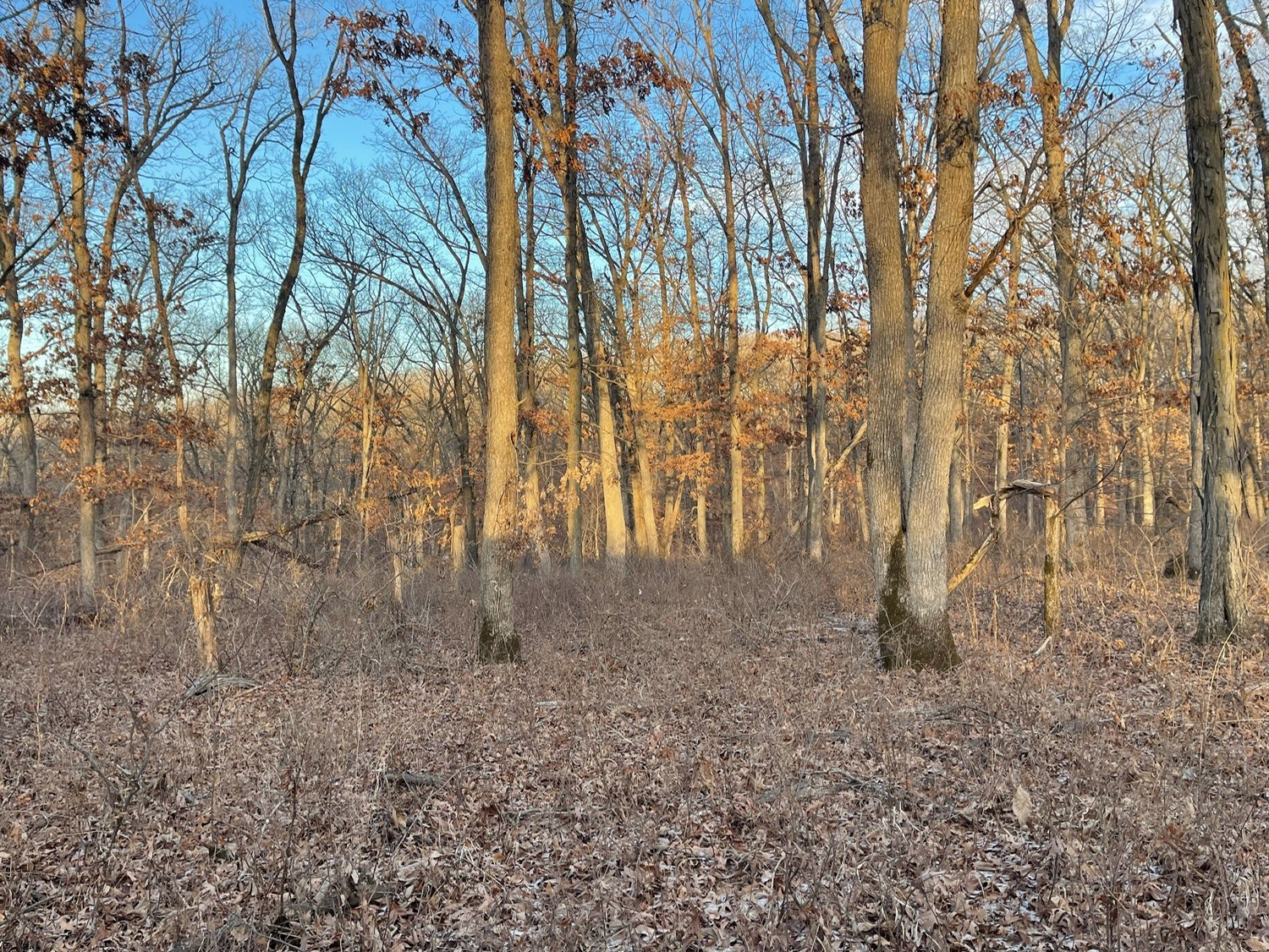 80+/- Acres On 250th Avenue, New Virginia, Iowa image 11