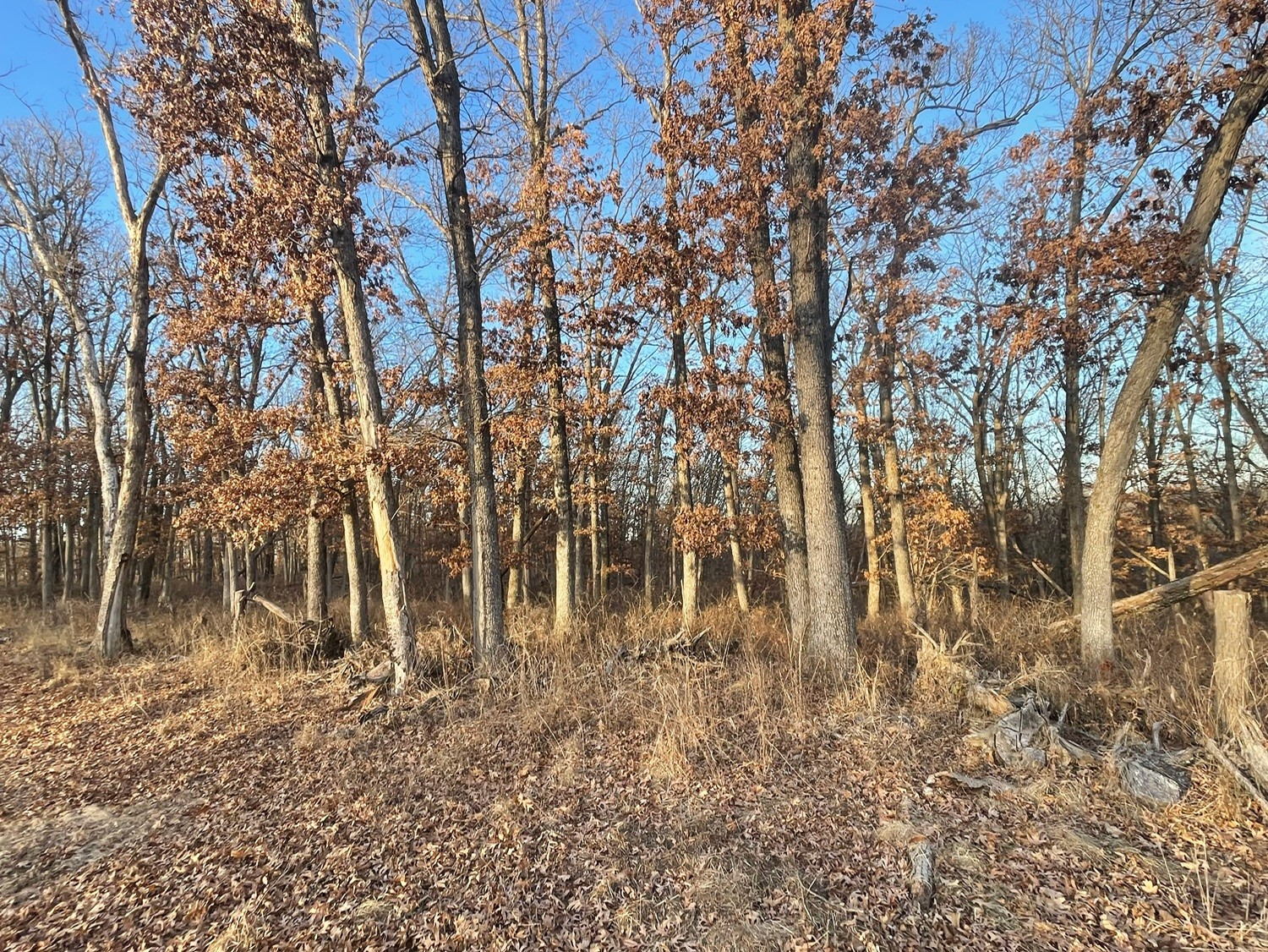 80+/- Acres On 250th Avenue, New Virginia, Iowa image 8