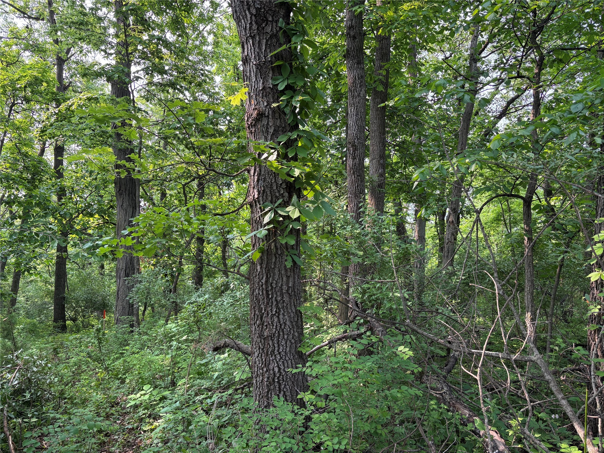 000 Chucks Hill, Panora, Iowa image 5