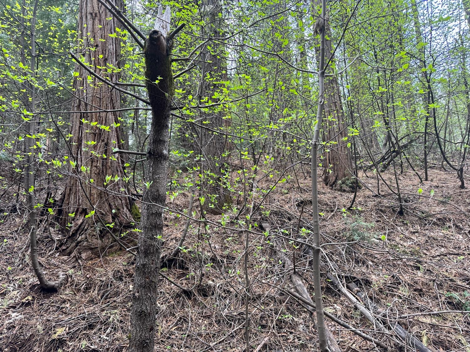 Pollock Pines, California 95726, United States, ,Land,Active,58369