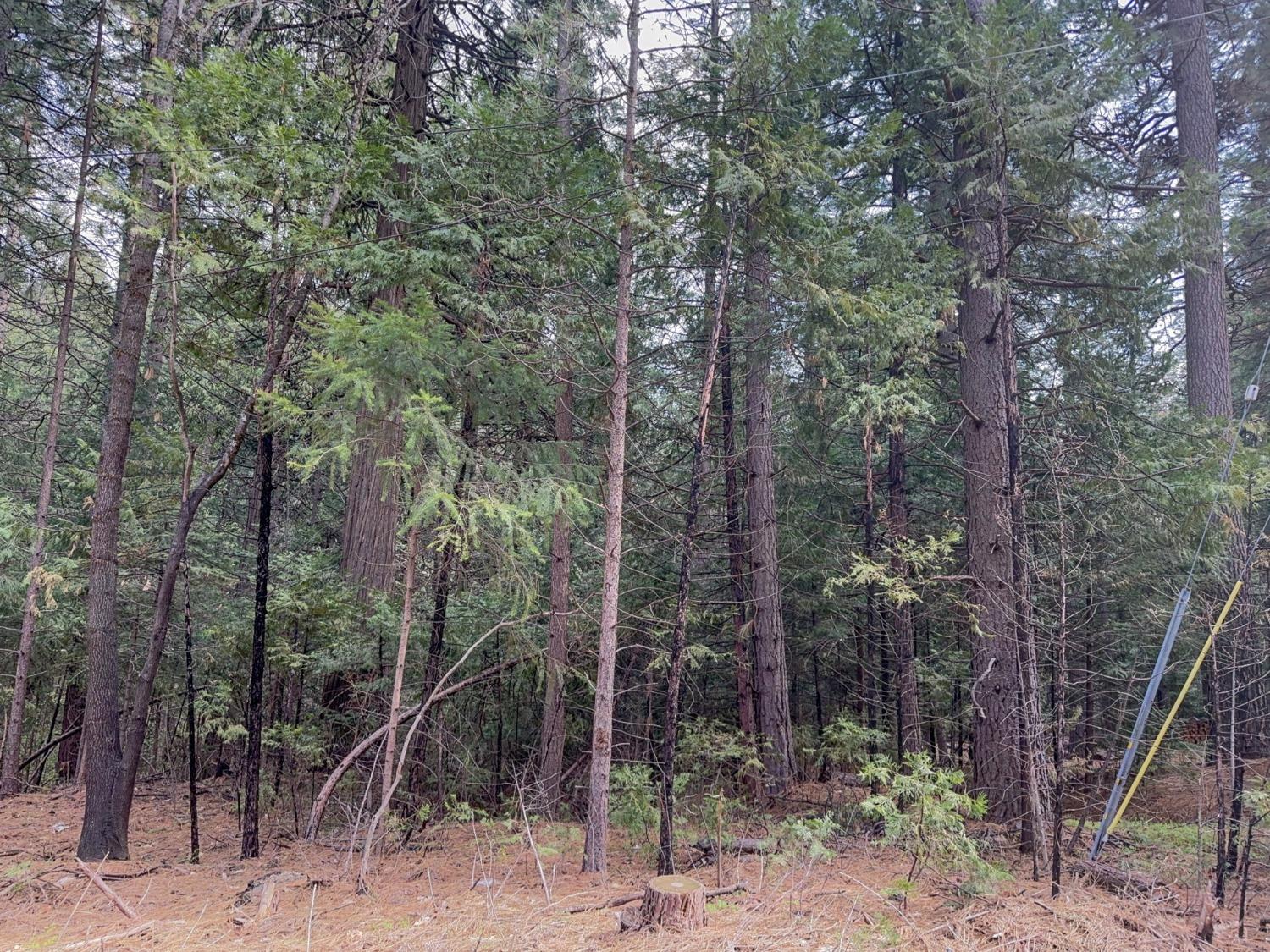 Pollock Pines, California 95726, United States, ,Land,Active,58369