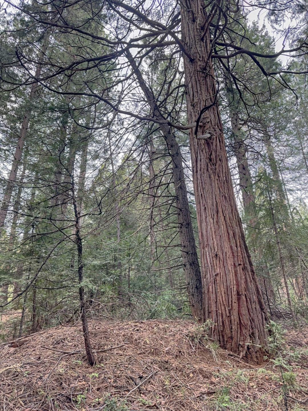 Pollock Pines, California 95726, United States, ,Land,Active,58369