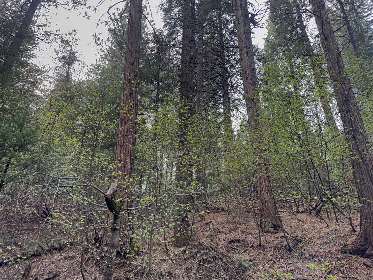 Pollock Pines, California 95726, United States, ,Land,Active,58369