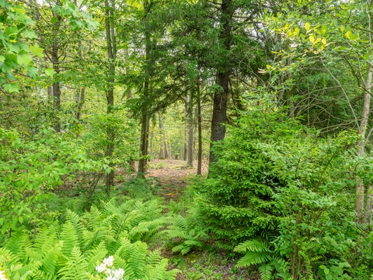 SOUTH SALEM ROAD, RIDGEFIELD, CT 06877 - Image 03b13e9ddc8a188de24e8a4f31febdbe/880395352