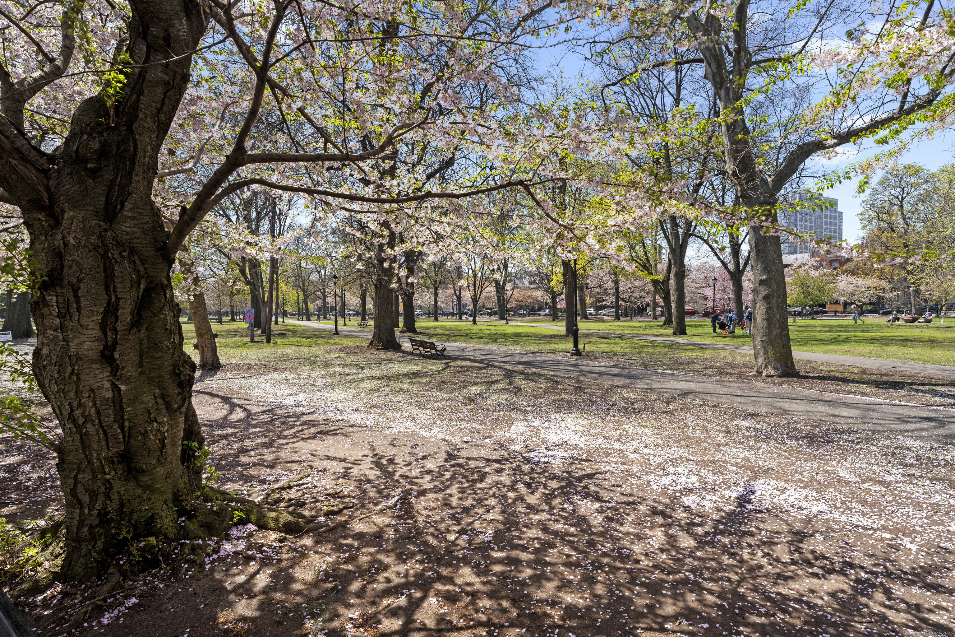 12 Hughes Place #12, New Haven, Connecticut image 36