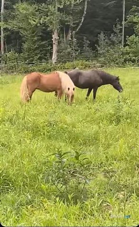 Tiny photo for 257 Torringford Street, Winchester, CT 06098 (MLS # 24157681)