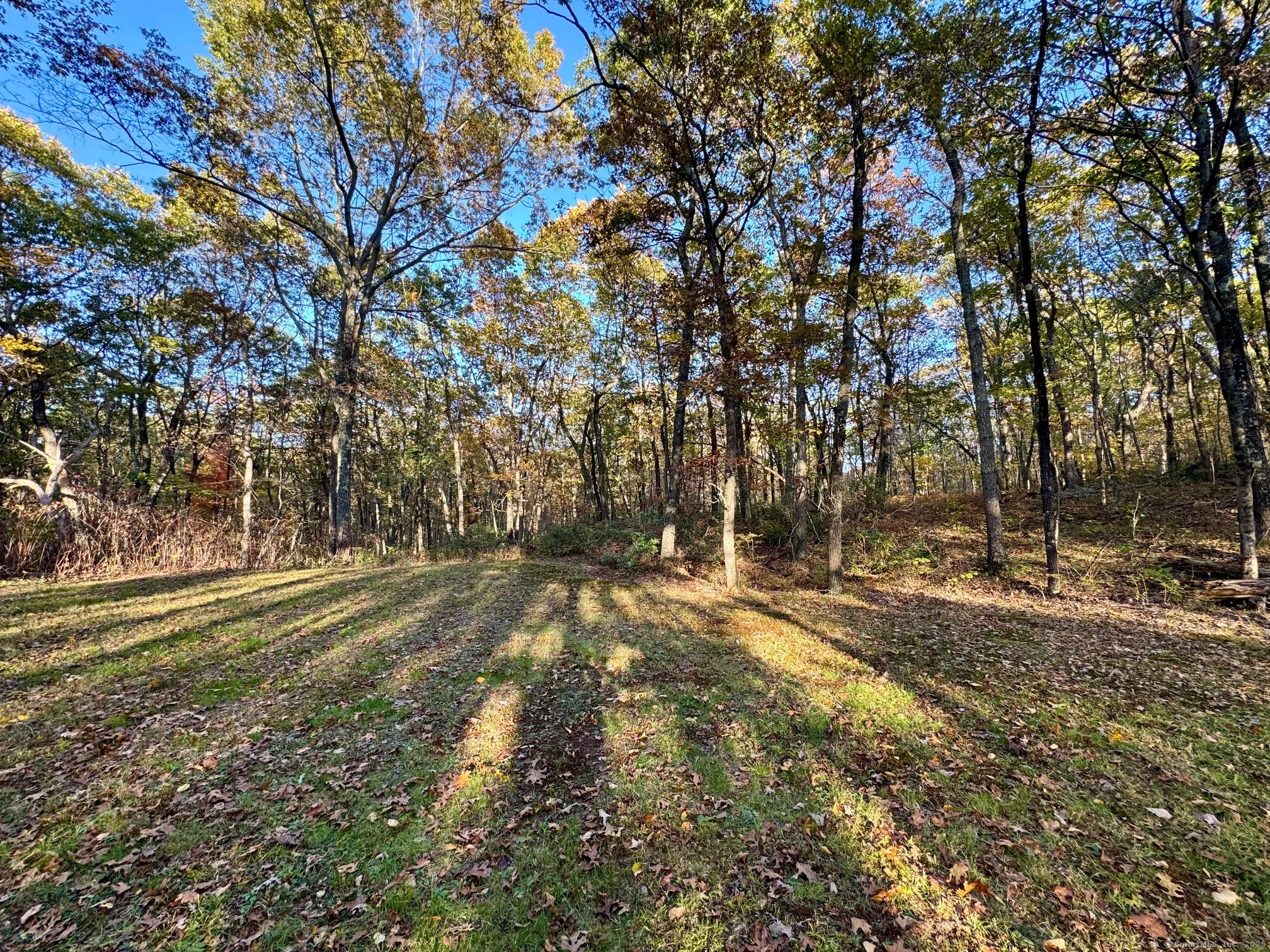 Mountain Laurel Drive