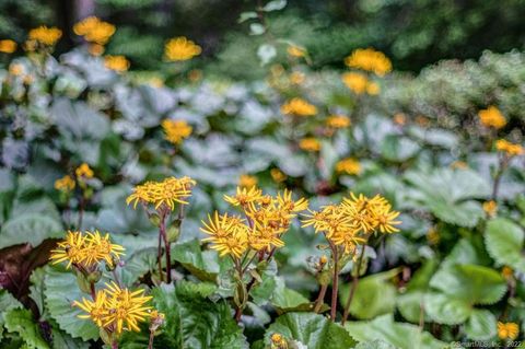 Tiny photo for Roxbury, CT 06783 (MLS # 170360296)