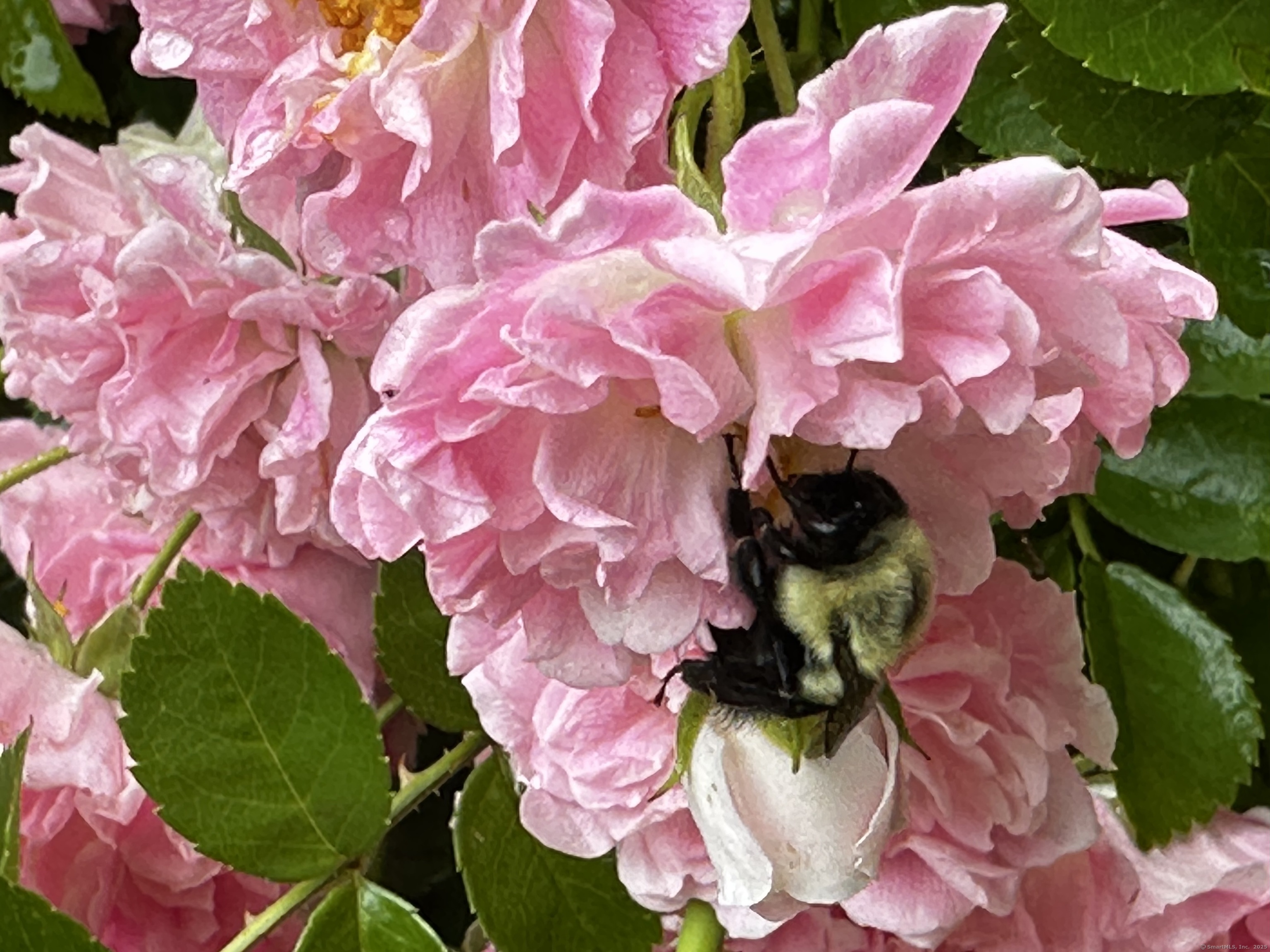 Montville, Connecticut 06370, United States, 2 Bedrooms Bedrooms, ,2 BathroomsBathrooms,Residential,Coming Soon,162824