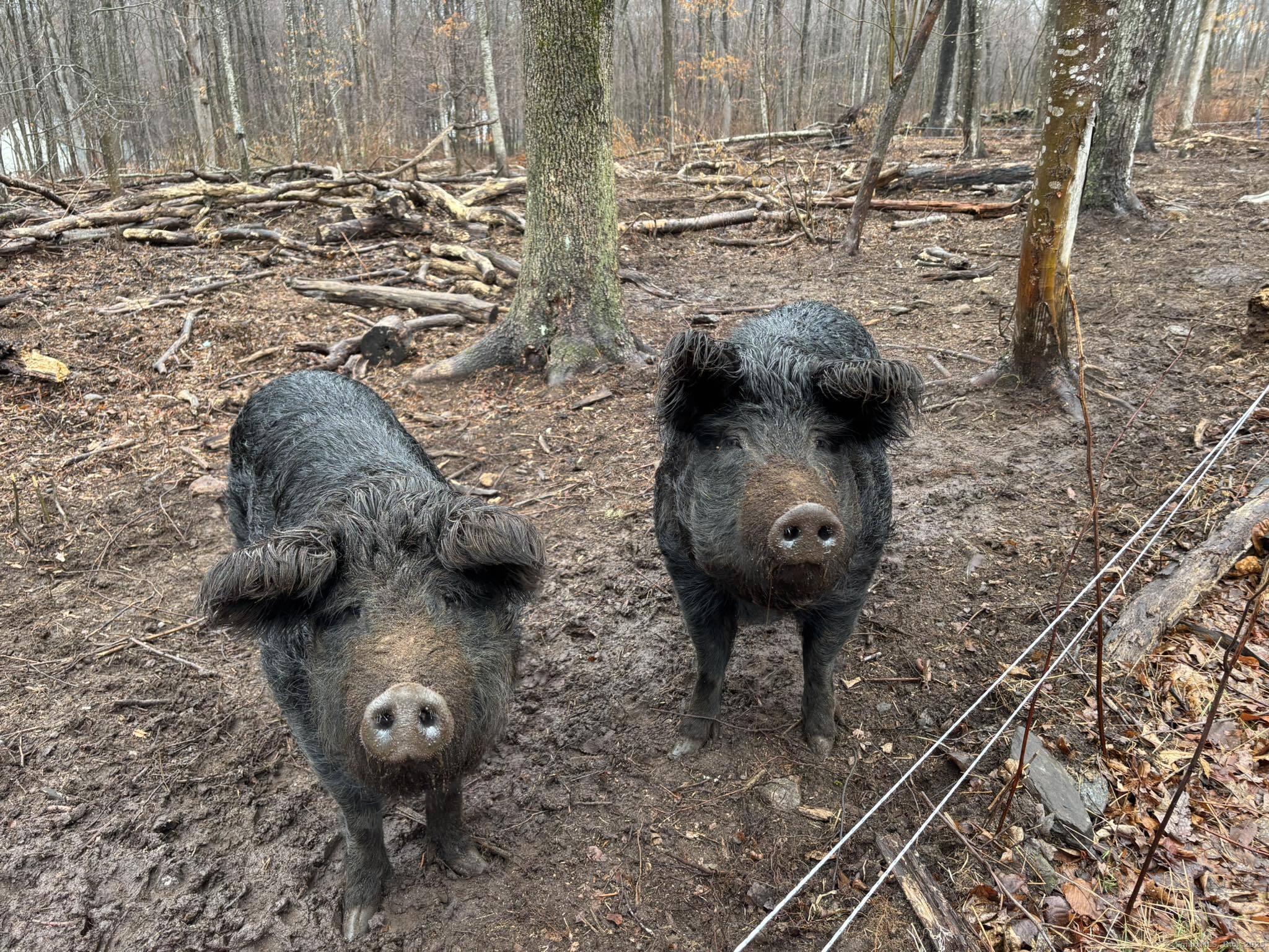 64 Whippoorwill Road