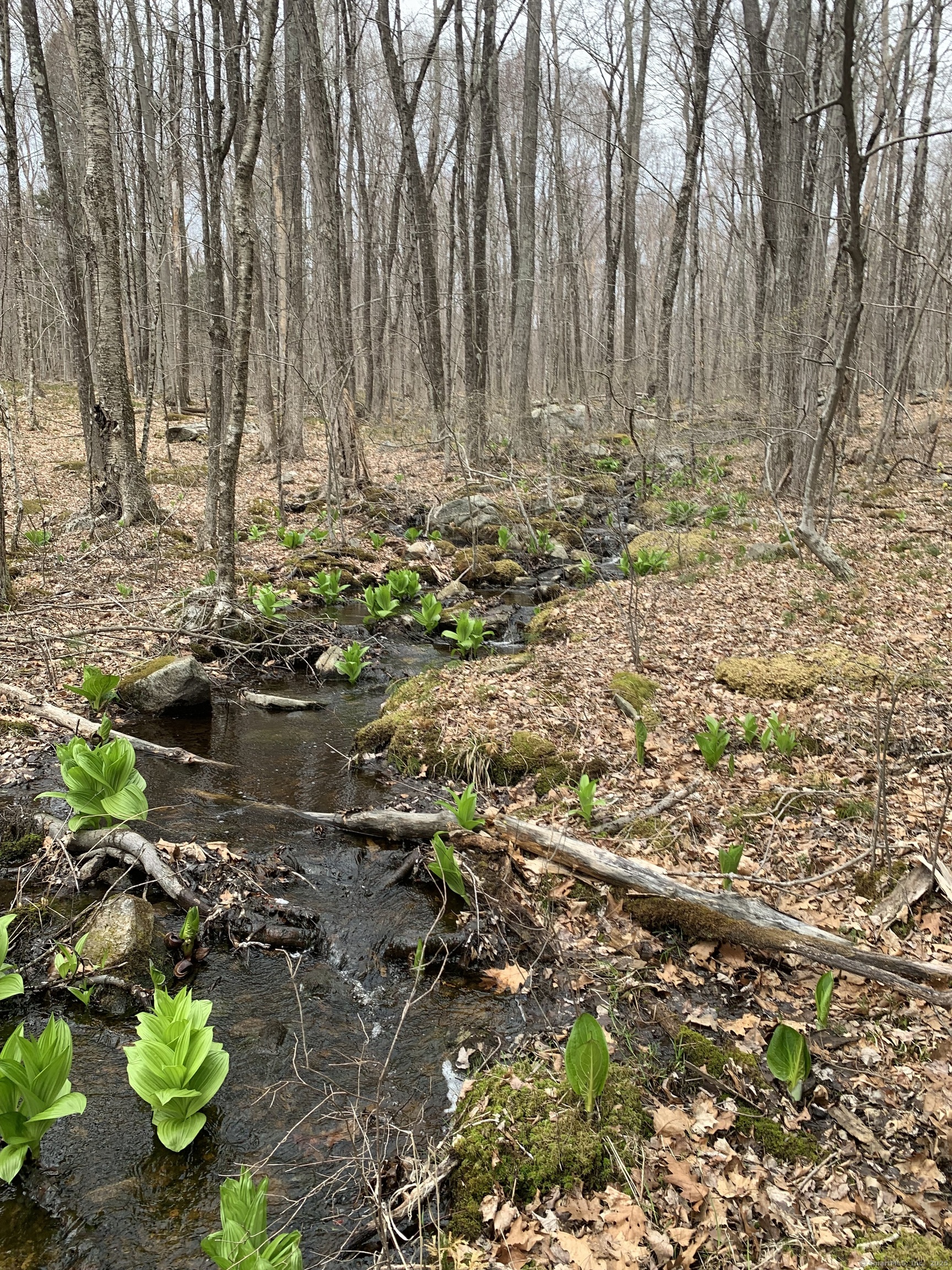 Crystal Lake Road, Ellington, Connecticut image 6