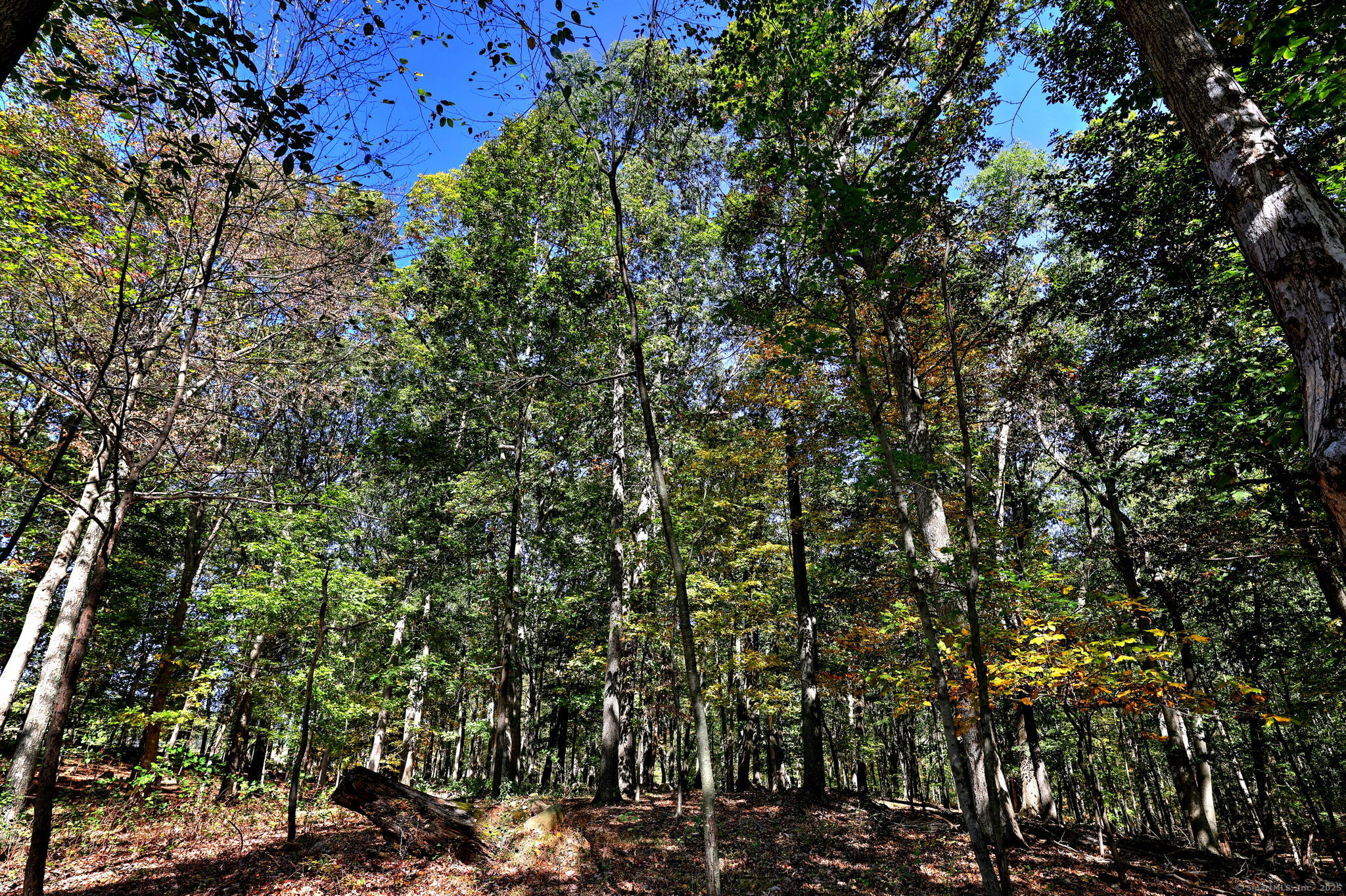 690 Forest Road 511