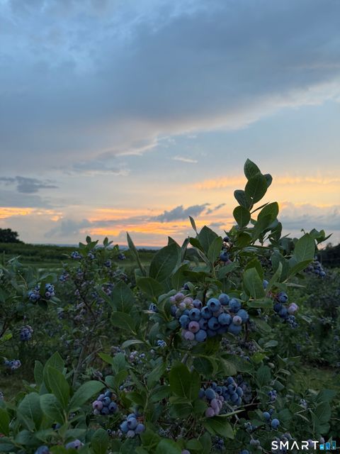 Tiny photo for 280-300 Matson Hill Road, Glastonbury, CT 06073 (MLS # 24164446)