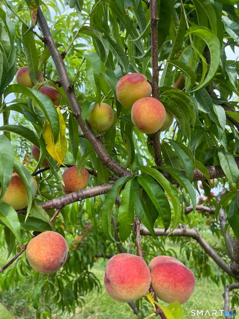 Tiny photo for 280-300 Matson Hill Road, Glastonbury, CT 06073 (MLS # 24164446)