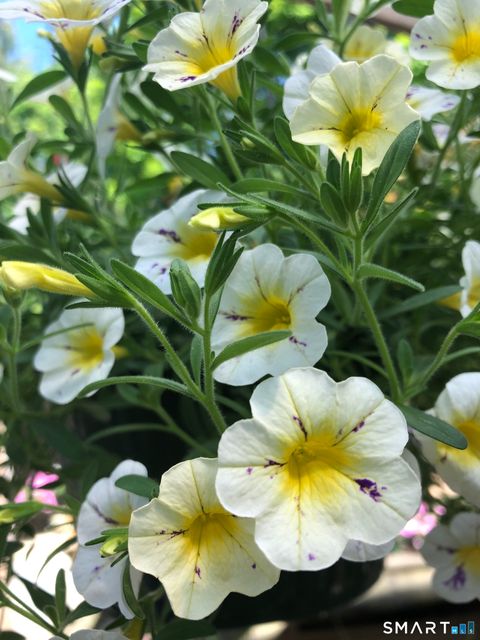 Tiny photo for 671 Rubber Avenue, Naugatuck, CT 06770 (MLS # 24155504)