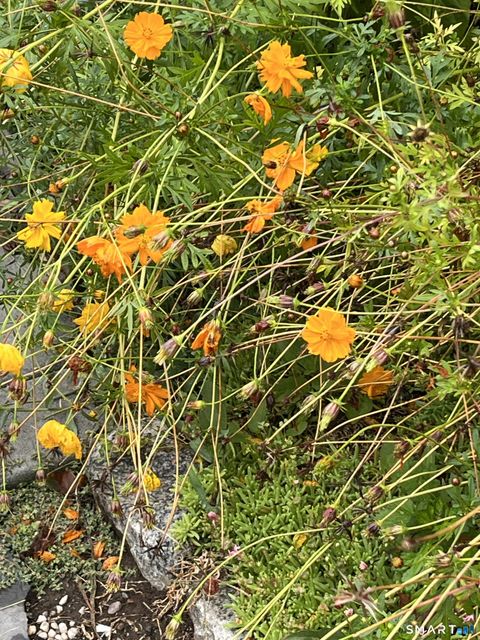 Tiny photo for 12 Orchard Road, Farmington, CT 06032 (MLS # 24164744)