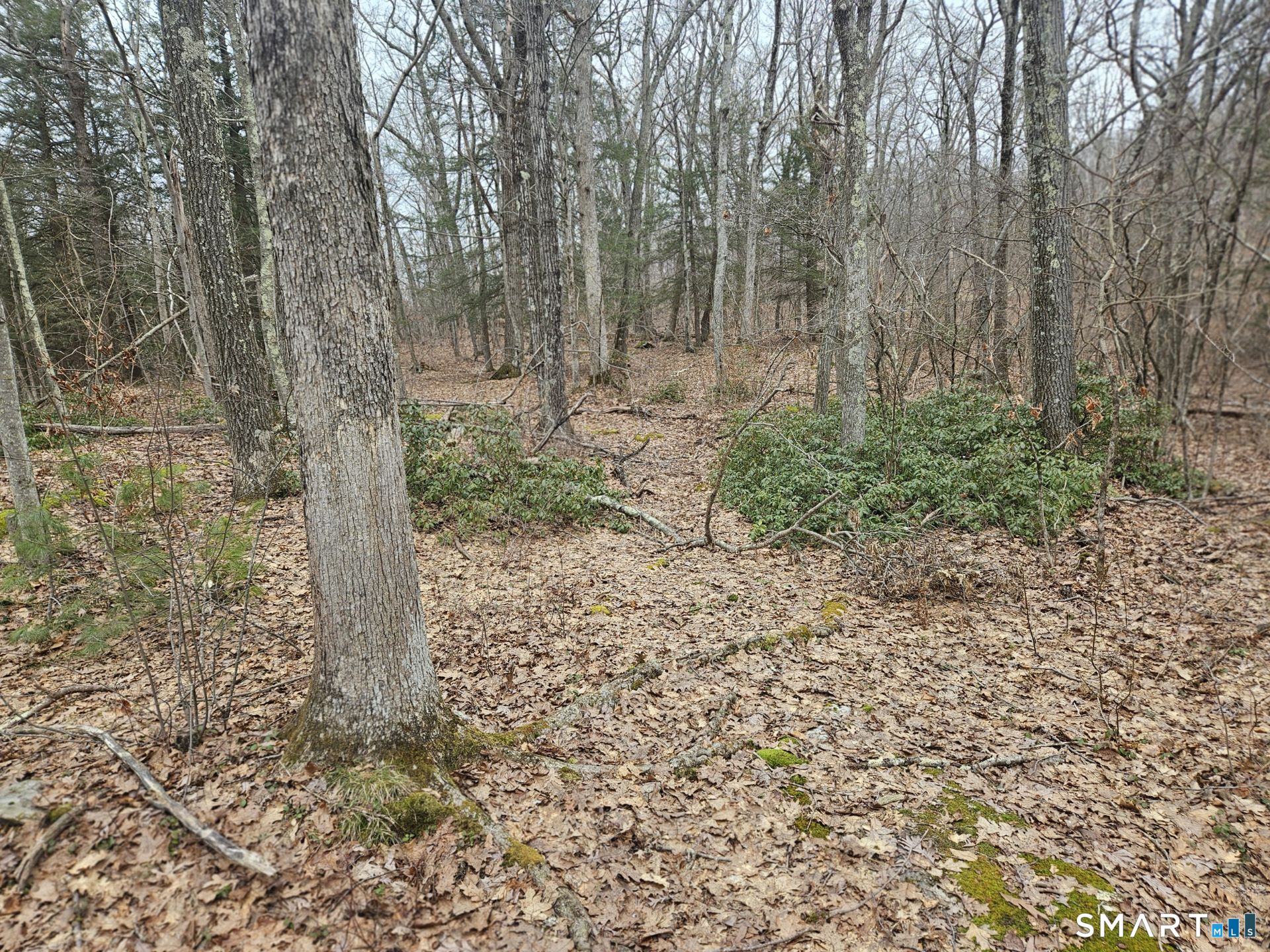 Windy Ridge Road