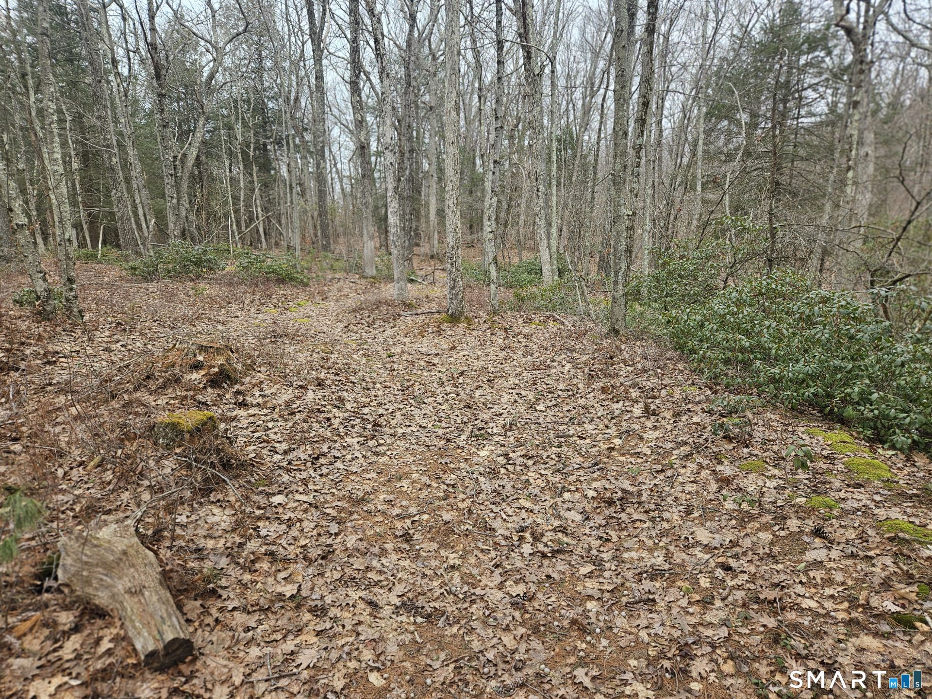 Windy Ridge Road