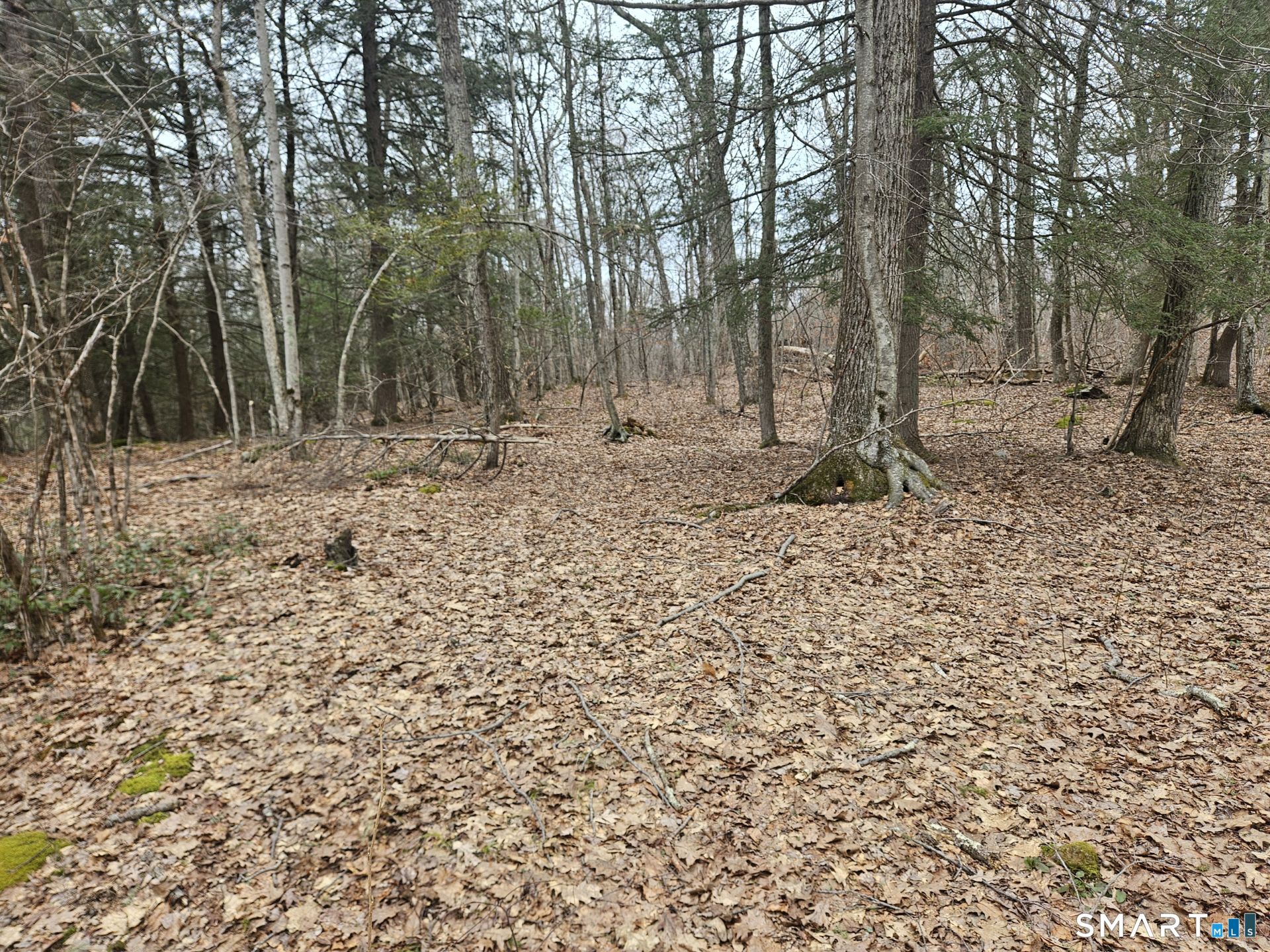 Windy Ridge Road